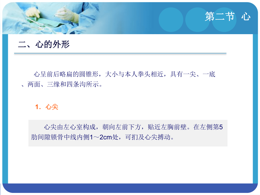 8.2心 课件(共35张PPT)-《解剖学基础》同步教学（江苏大学出版社）