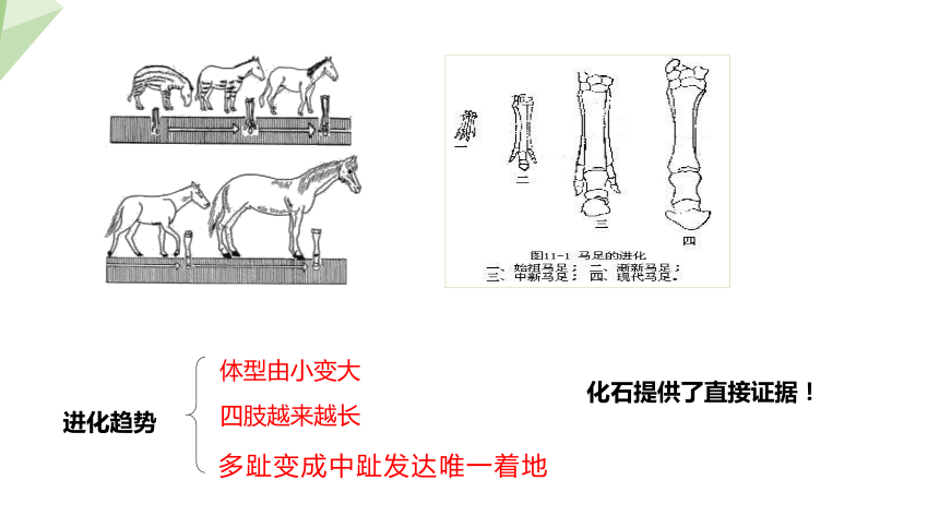 5.16.2 生物进化的历程 课件 (共21张PPT)2023-2024学年初中生物苏教版八年级上册