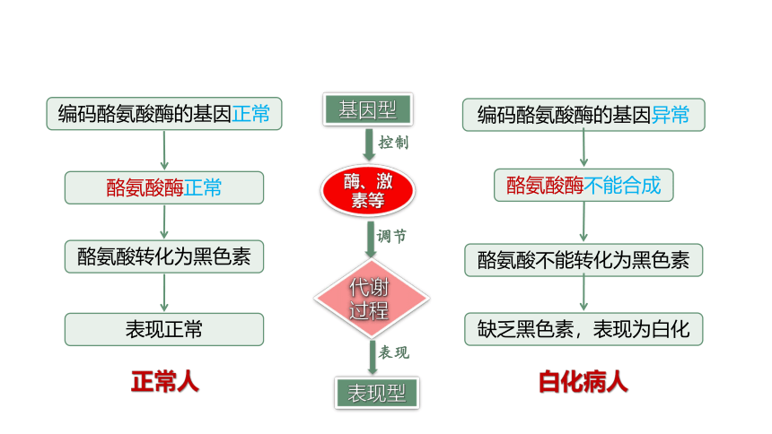 4.2 基因表达与性状的关系-2023-2024学年高一生物人教版必修第二册课件(共56张PPT)