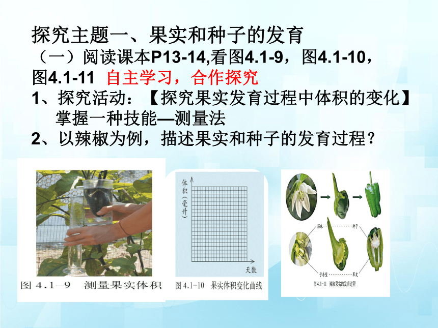 4.1.3果实和种子的形成（第一课时）课件(共22张PPT)2023-2024学年济南版生物八年级上册