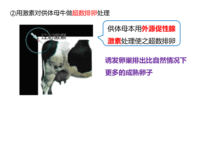 2.3胚胎工程课件新教材课件-(共35张PPT)2022-2023学年高二下学期生物人教版（2019）选择性必修3