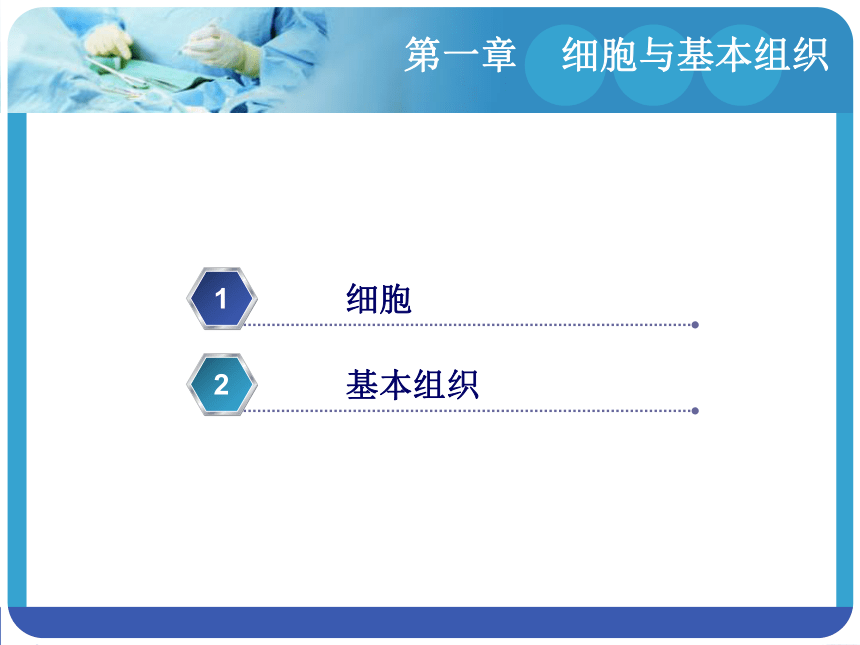 1.2基本组织 课件(共65张PPT)-《解剖学基础》同步教学（江苏大学出版社）