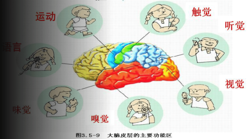 4.6.2 神经系统的组成 课件(共23张PPT＋内嵌视频1个) 人教版生物七年级下册