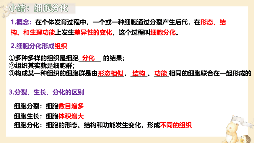 2.2.2动物体的结构层次课件(共23张PPT)2023-2024学年人教版生物七年级上册