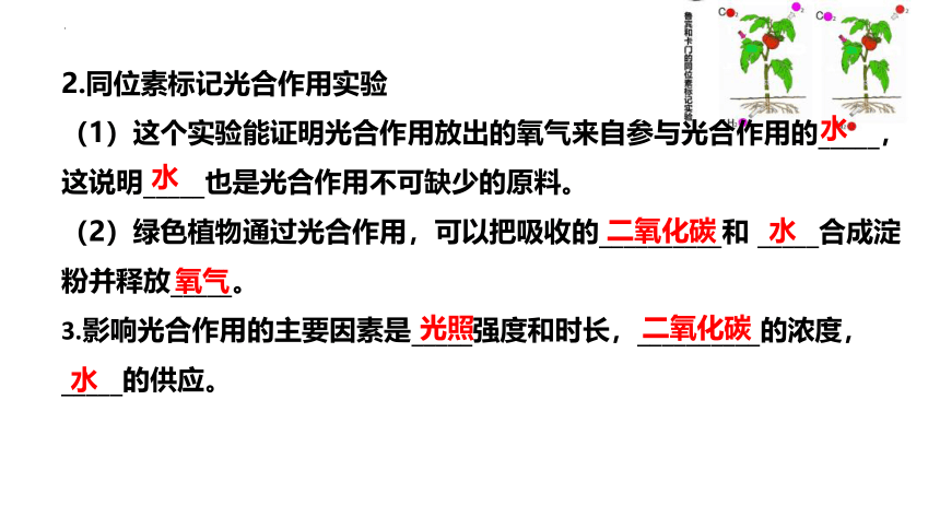 第三单元第三、四、五章章末复习-八年级生物上册同步精品课堂(冀少版)(共41张PPT)