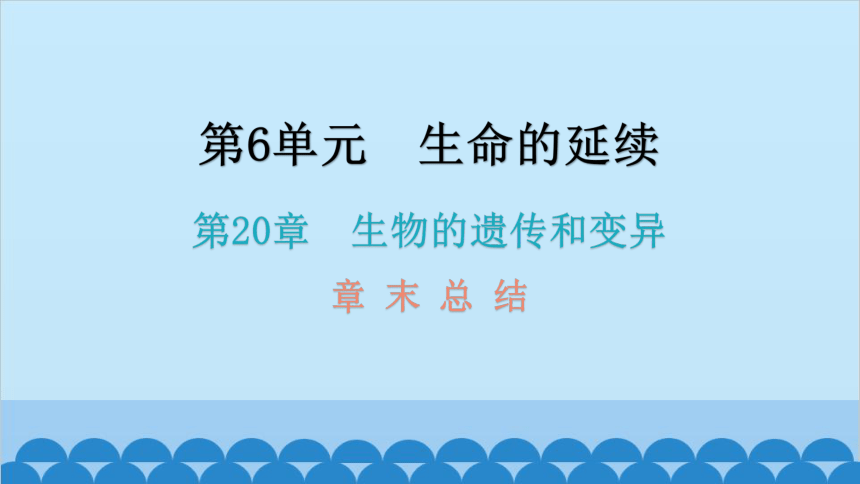 6.20生物的遗传和变异 章 末 总 结课件(共27张PPT)北师大版生物八年级上册