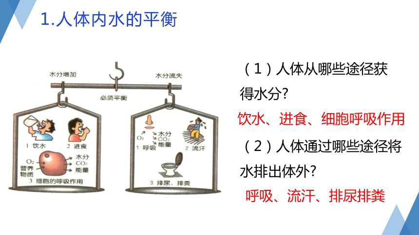 4.5 体内物质的动态平衡（第2课时 课件 共26张PPT）