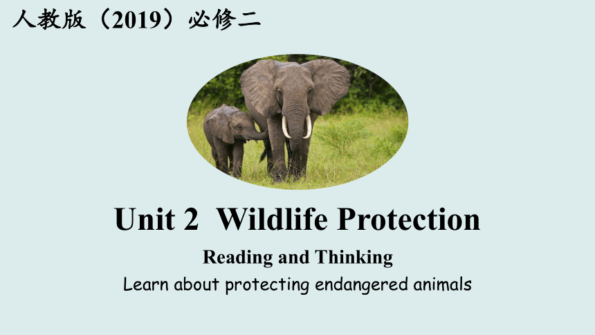 人教版（2019）必修二 课件  Unit 2  Wildlife protection Reading and Thinking课件（28张PPT）