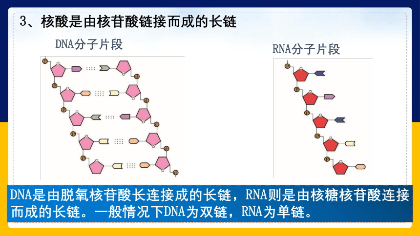 1.3.2 核酸储存与传递遗传信息（课件）（共41张PPT）高一生物（苏教版2019必修1）