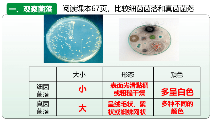 5.4.1细菌和真菌的分布课件（共21张PPT） 人教版生物八年级上册