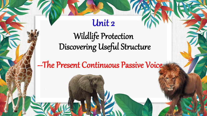人教版（2019）  必修第二册  Unit 2 Wildlife Protection  Discovering Useful Structures课件(共31张PPT)