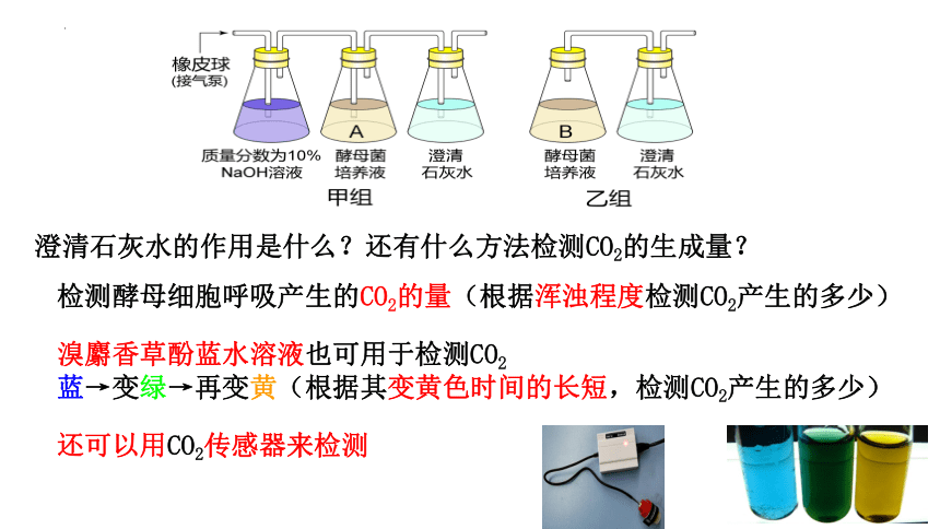 5.3细胞呼吸的原理和应用课件（共59张PPT2个视频）2023-2024学年高一上学期生物人教版必修1