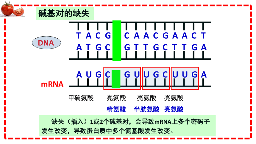 4.1基因突变可能引起性状改变(共16张PPT1个视频)