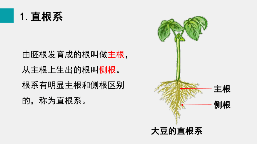 3.6.2  营养器官的生长 课件(共15张PPT)生物北师大版七年级上册