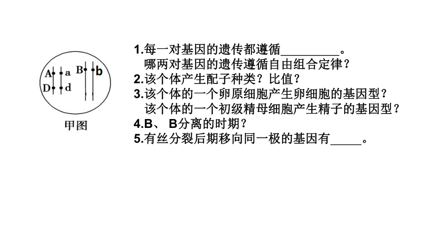 15 基因的自由组合定律(共33张PPT)-2024年高考生物一轮复习课件（新教材新高考）