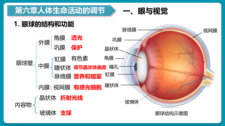 第5~7章 人体内废物的排出&生命活动调节&人类活动对生物圈的影响（复习课件）-七年级生物下册同步备课系列（人教版）