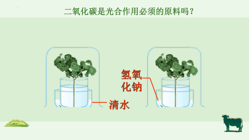 3.5.1 光合作用吸收二氧化碳释放氧气-【备课精选】2023-2024学年七年级生物上册同步教学精品课件(共22张PPT)