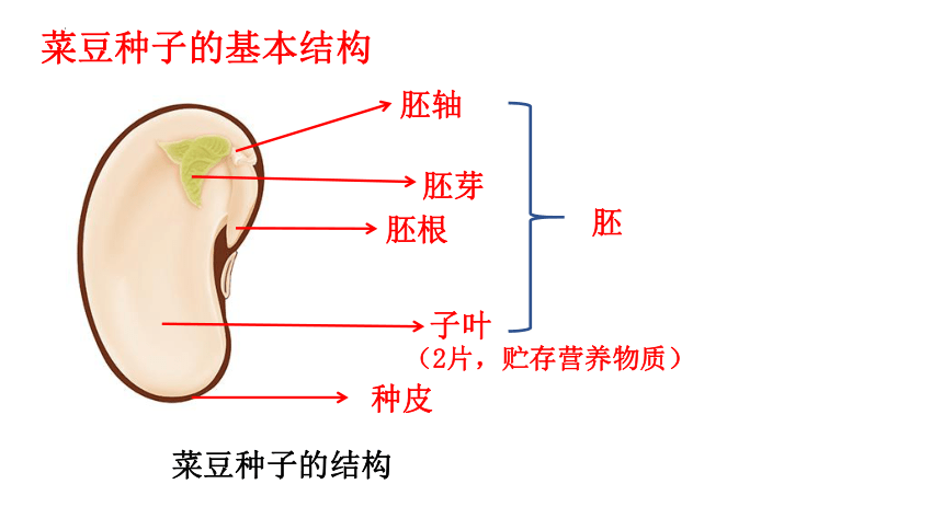 第二节  种子植物课件 (共22张 PPT) 2023-2024学年度人教版生物七年级上册