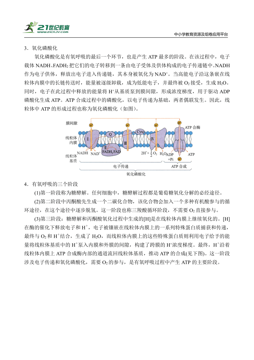 【备考2024】高中生物一轮复习学案 第4讲 细胞的能量代谢（2）——呼吸作用（含解析）