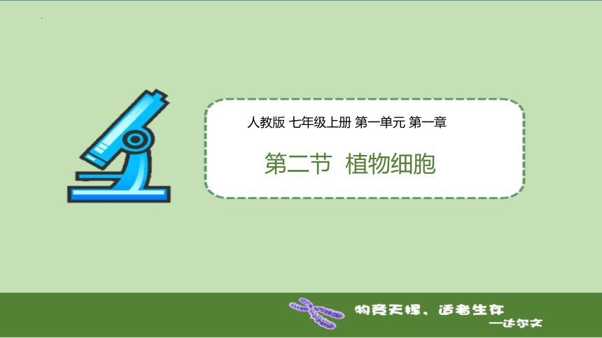 2.1.2植物细胞课件（共31张PPT）2023年秋人教版生物七年级上册