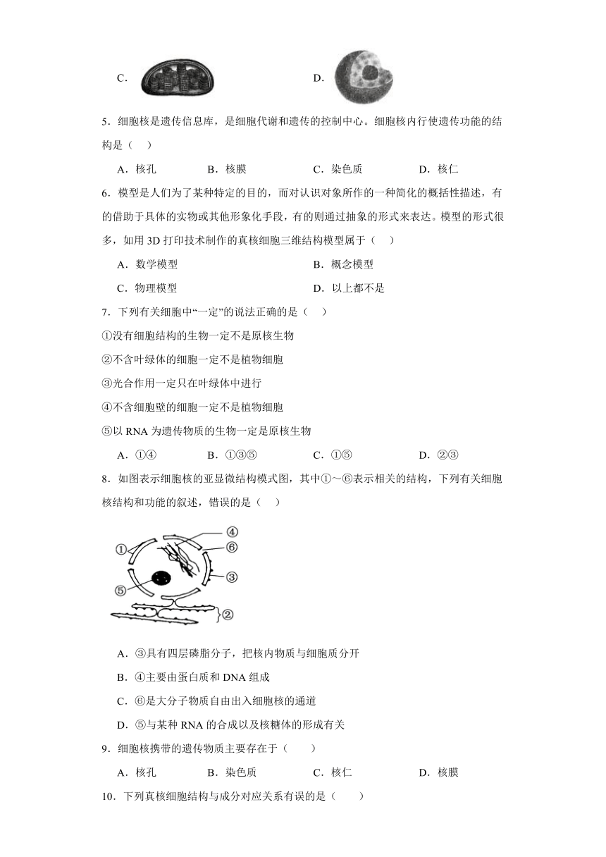 3.3细胞核的结构和功能同步练习2023-2024学年高一上学期生物人教版必修1（含答案）