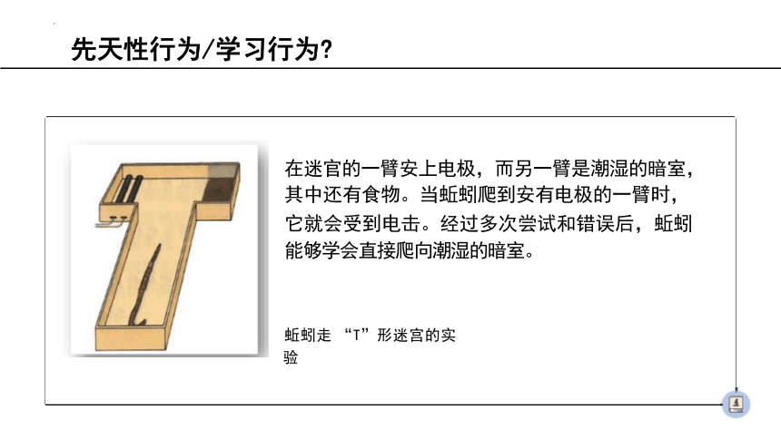 5.2.2先天性行为和学习行为课件(共42张PPT) 2023--2024学年人教版生物八年级上册