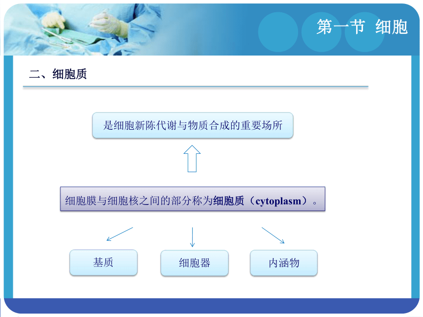 1.1细胞 课件(共23张PPT)-《解剖学基础》同步教学（江苏大学出版社）