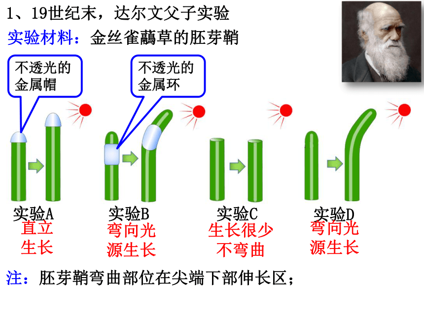 4.1植物生长素课件(共42张PPT) 2023-2024学年高二上学期生物苏教版选择性必修1