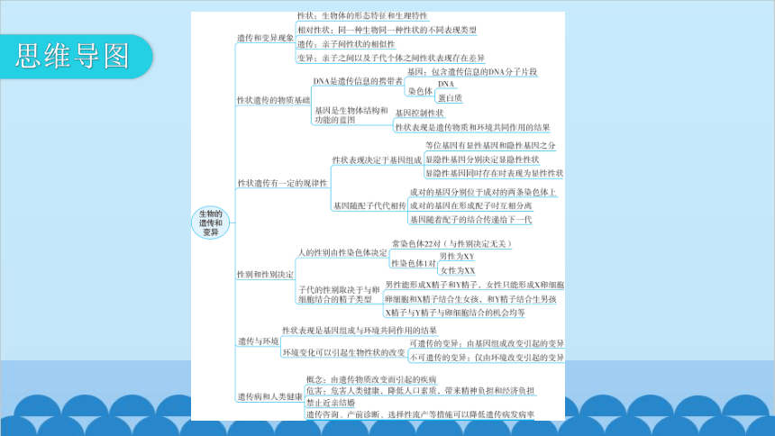 6.20生物的遗传和变异 章 末 总 结课件(共27张PPT)北师大版生物八年级上册