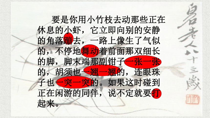 15.《小虾》课件(共24张PPT)