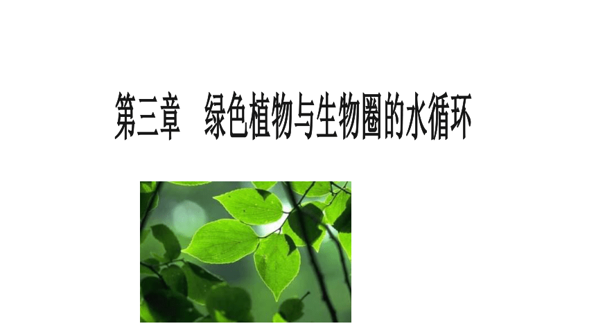 3.3绿色植物与生物圈的水循环课件(共30张PPT)