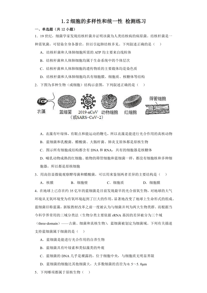 1.2细胞的多样性和统一性检测练习（有答案）2023-2024学年高一上学期生物人教版必修1