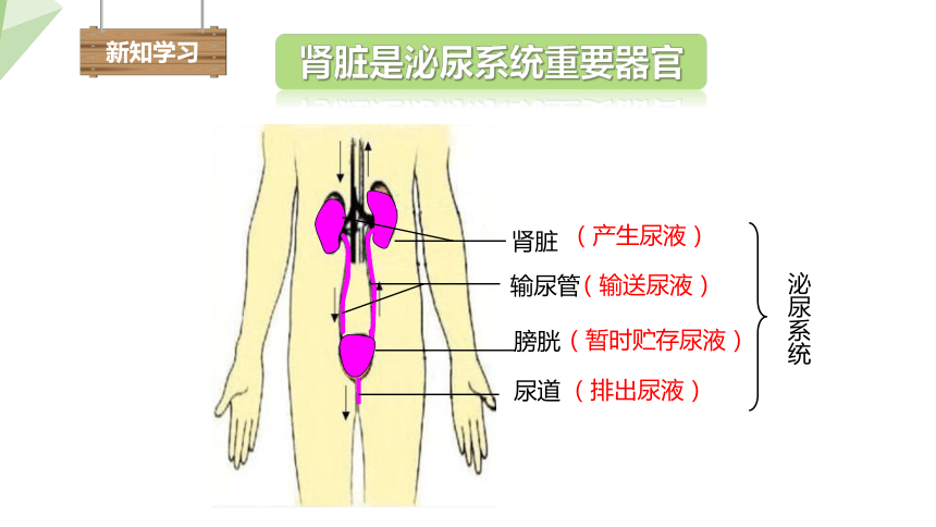 4.11.2 尿的形成与排出 课件（共24张PPT） 2023-2024学年初中生物北师版七年级下册