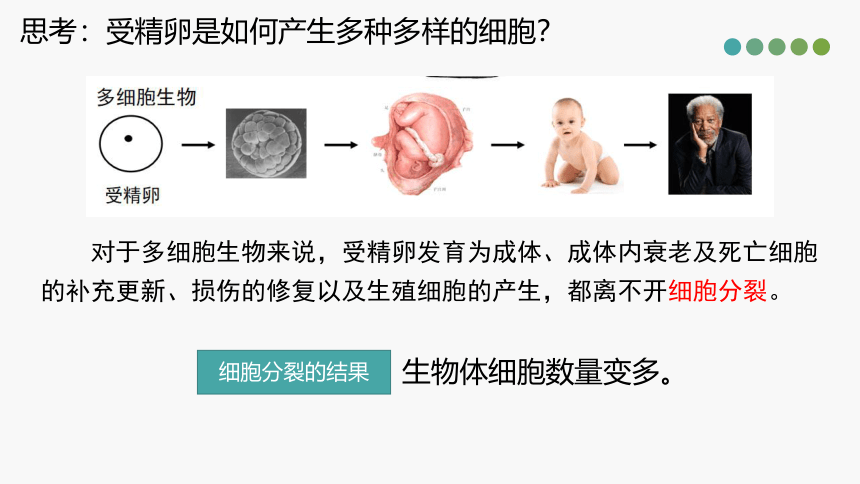 5.2 细胞通过分化形成多细胞(共18张PPT)生物体-高一生物学（沪科2020必修1）