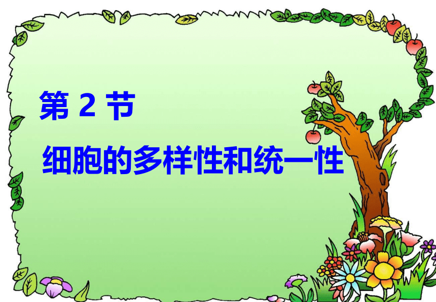 1.2细胞的多样性和统一性(课件共40张PPT)