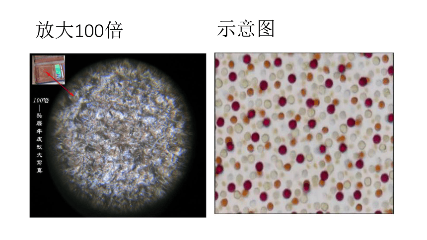 13.1《分子热运动》PPT课件(共33张PPT)6-九年级物理全一册【人教版】