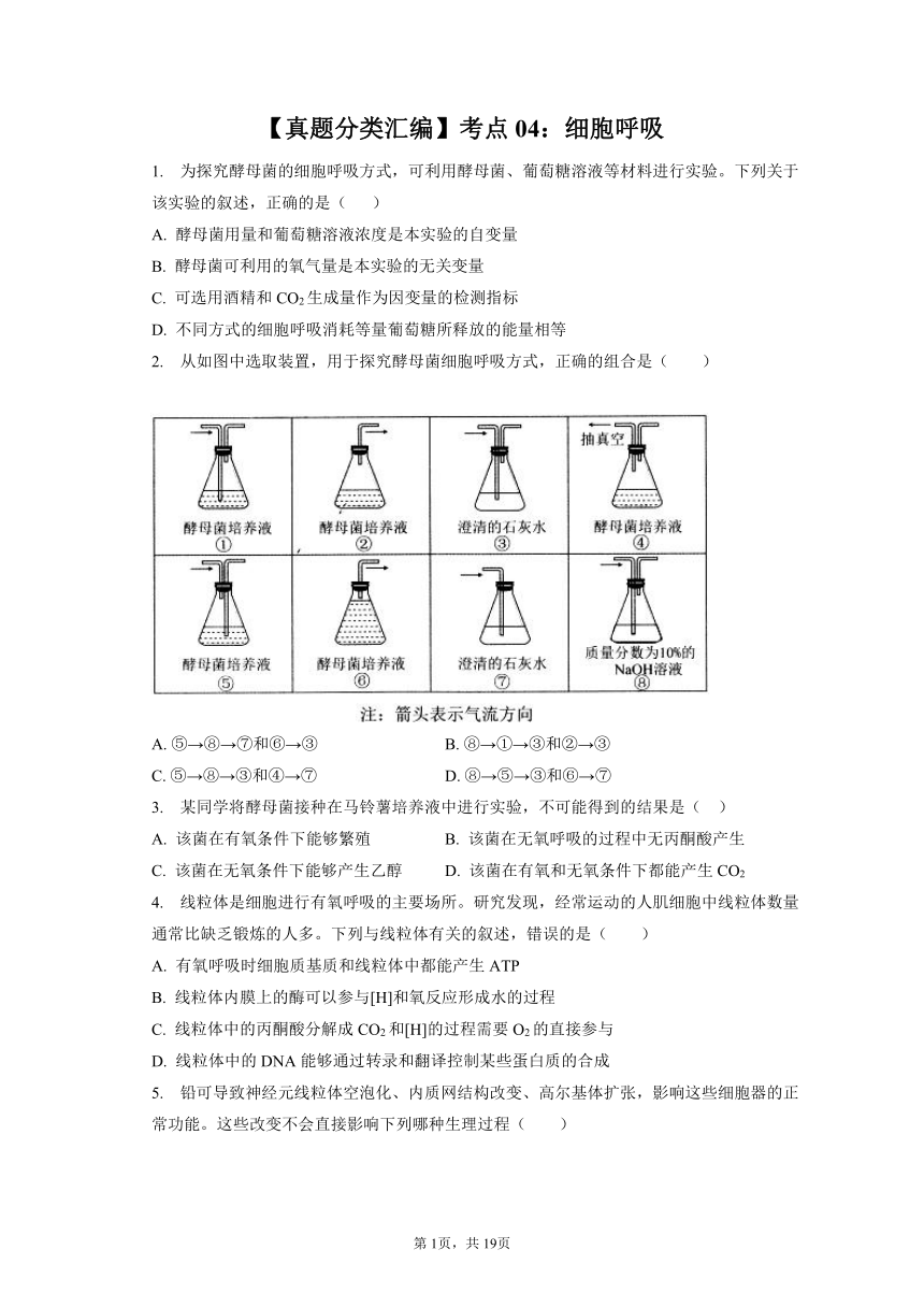 【真题分类汇编】考点04：细胞呼吸（有解析）--2019-2023年高中生物真题分类汇编专题练习