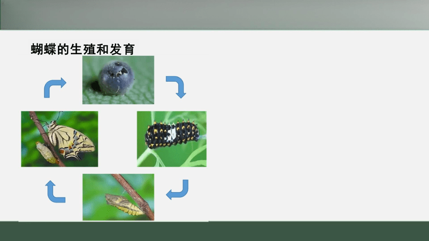 鲁科版8.1.2 昆虫的生殖和发育 课件（共18张PPT）