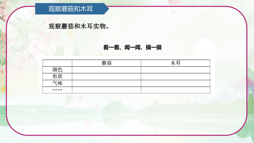 第2单元   微生物 2.2 蘑菇和木耳 （课件）(共13张PPT)青岛版六年级科学上册