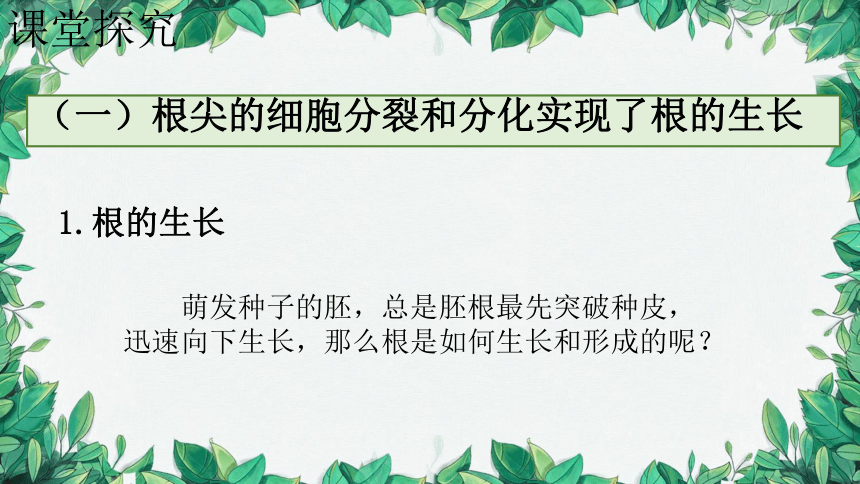 3.6.2 营养器官的生长课件（共17张PPT）北师大版生物七年级上册