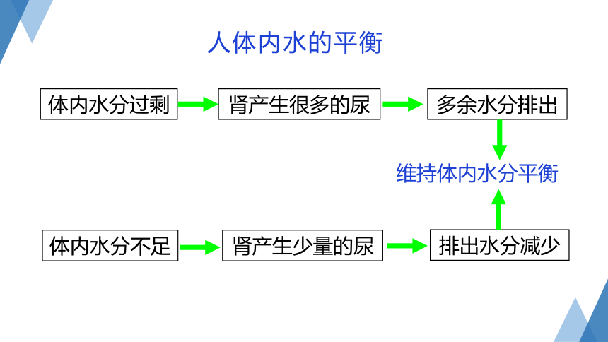 4.5 体内物质的动态平衡（第2课时 课件 共26张PPT）