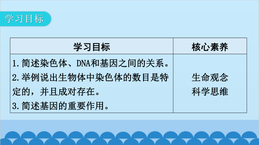 6.20.2性状遗传的物质基础课件(共27张PPT)北师大版生物八年级上册