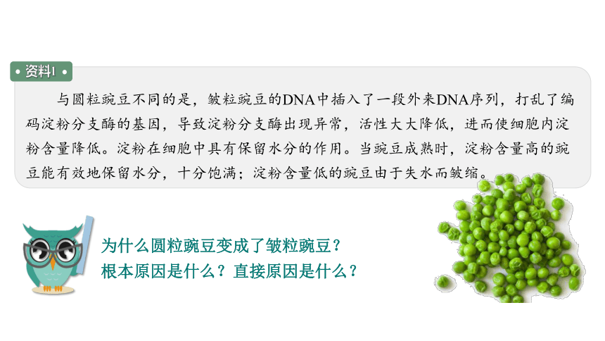 4.2 基因表达与性状的关系-2023-2024学年高一生物人教版必修第二册课件(共56张PPT)