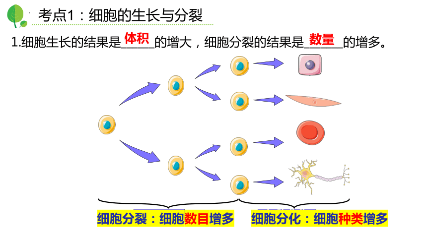 第二单元第2章 细胞怎样构成生物体2023-2024学年七年级生物上册单元复习精品课件（人教版）(共38张PPT)