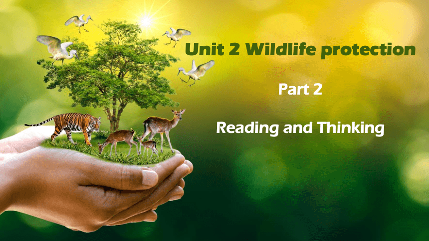 人教版（2019） 必修第二册 Unit 2 Wildlife Protection Reading and Thinking课件（共34张PPT,内镶嵌视频）