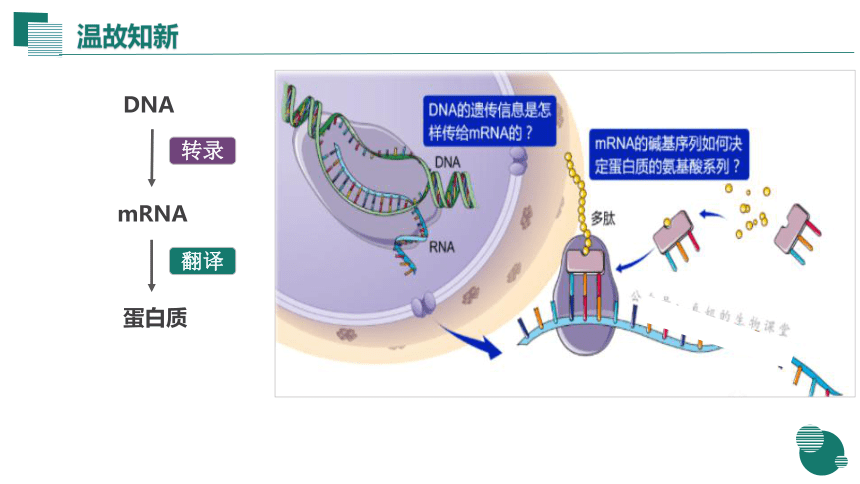 4.1 基因指导蛋白质的合成（第2课时）(共30张PPT)课件-高中生物人教版必修2