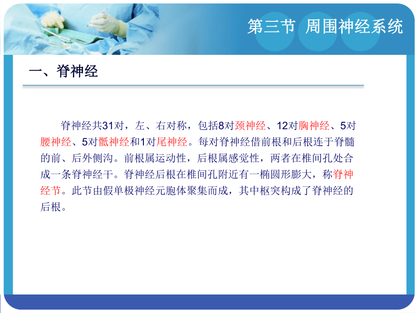 14.3周围神经系统 课件(共94张PPT)-《解剖学基础》同步教学（江苏大学出版社）