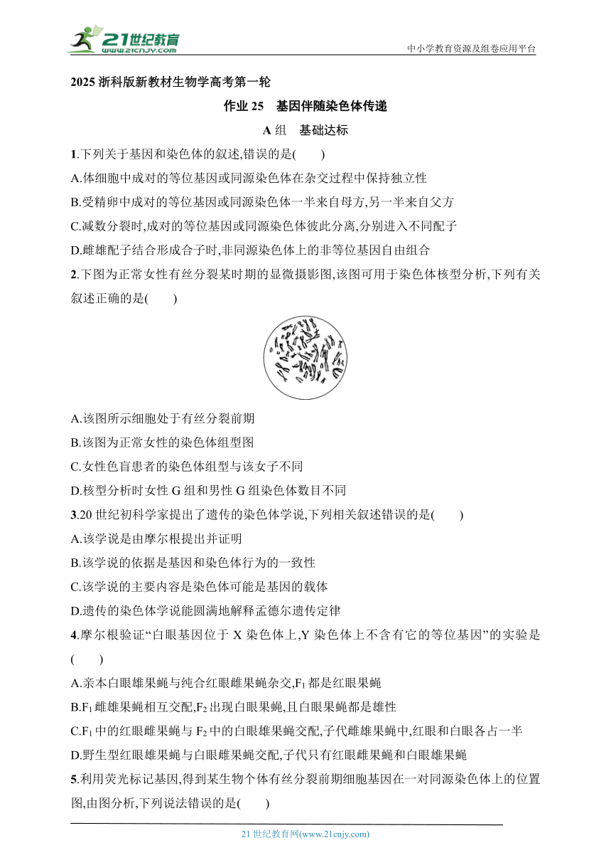 2025浙科版新教材生物学高考第一轮基础练--作业25　基因伴随染色体传递（含解析）