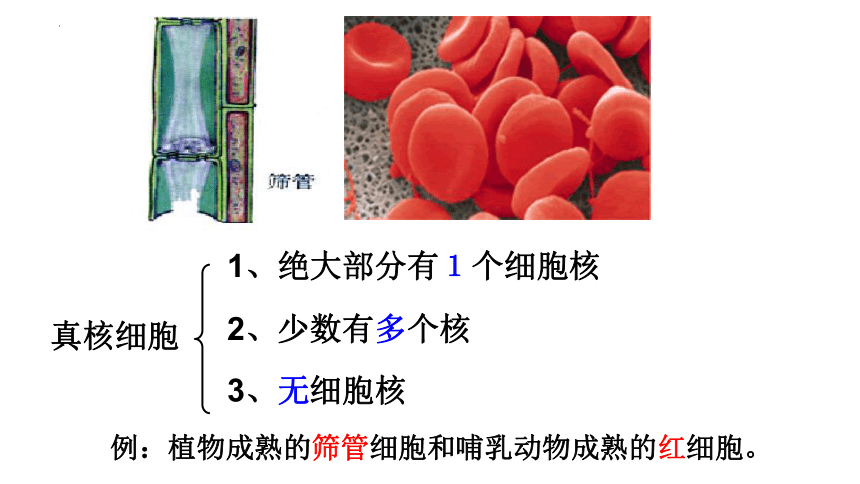 3.3细胞核的结构和功能课件(共22张PPT)-人教版（2019）必修1