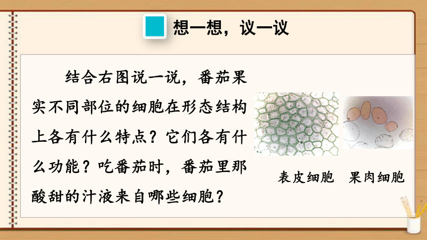 【同步轻松备课】人教版生物七(上)第二单元 第二章 细胞怎样构成生物体 第三节 植物体的结构层次 课件